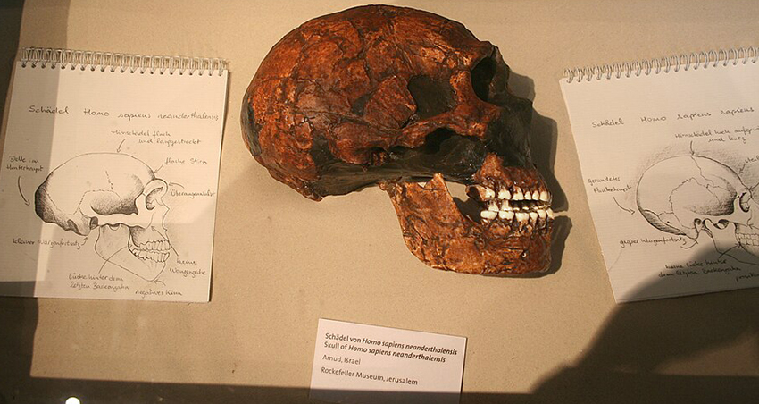 איבדו לחלוטין את הזהות הגנטית הייחודית שלהם? גולגולת של ניאנדרטל במוזיאון בהולנד | צילום: Einsamer Schütze, Wikipedia