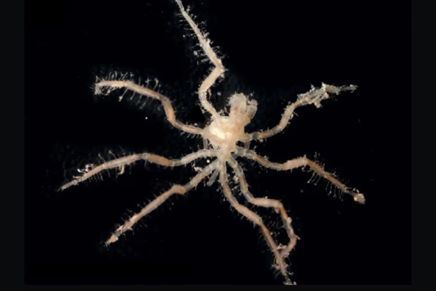 החיידקים המתאנוטרופיים לא מגיעים לעכבישניים במהלך חייהם מהסביבה, אלא עוברים בתורשה כבר משלב הביצה. זכר עכבישן ימי, נושא עליו שק ביצים | מתוך המאמר Dal Bó et al. 2025