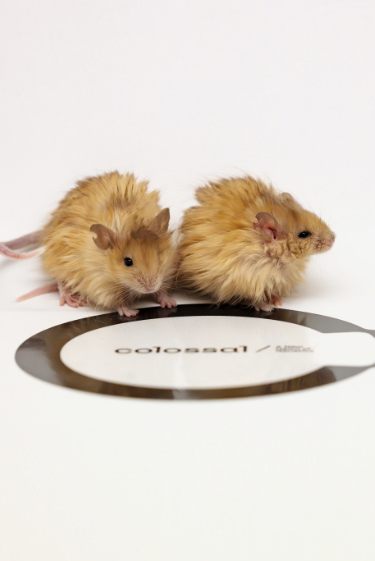 העכברים שכמעט הפכו לממותות