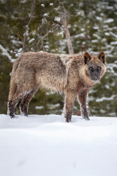 האם הזאבים יצילו את ילוסטון?