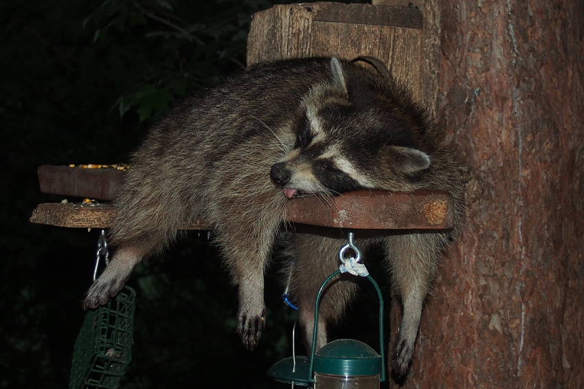 החוטם של הדביבונים שצולמו באזורים עירוניים היה קצר יותר מזה של דביבונים שצולמו בשטחים פתוחים. דביבון שכנראה נהנה מארוחה דשנה ממתקן להאכלת ציפורים | iNaturalist, ken-potter
