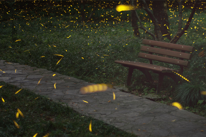 פלג וחברי הצוות שלה רכשו מיומנות באיתור המקום והעת המתאימים למארב מדעי מתוכנן היטב. גחליליות מאירות בפארק | Chesterlee, Shutterstock