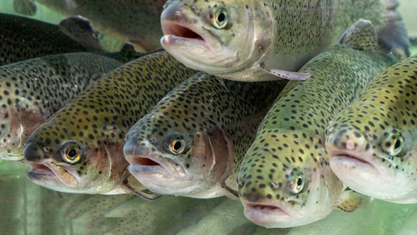 החוקרים תבססו על מאמרים קודמים והעריכו מה השלבים שעובר הדג מהרגע שמוציאים אותו מהמים עד שהוא מאבד את ההכרה. דגי טרוטת עין הקשת באקווריום | Habrus Liudmila, Shutterstock