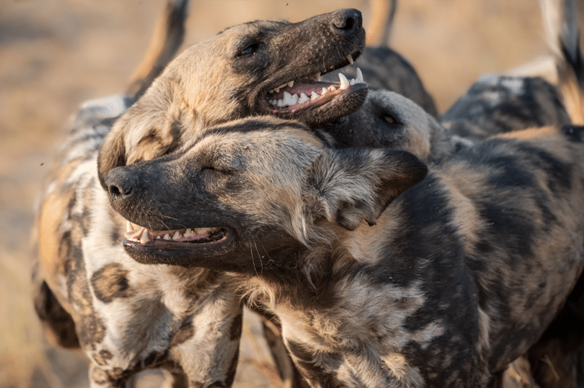 "כמעט כל היונקים המונוגמיים האחרים חיים או בקבוצות משפחתיות קטנות של זוג אחד והצאצאים שלו, או בקבוצות גדולות יותר שבהן רק נקבה אחת מתרבה". זאבים טלואים, מין מונוגמי שחי בקבוצות משפחתיות | Shutterstock, Danielle Carstens