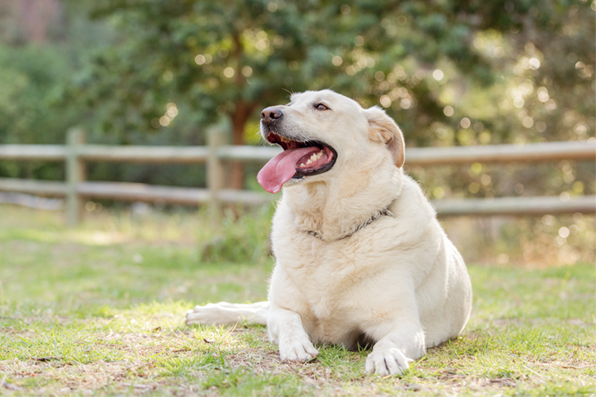הלברדור הוא אחד הגזעים הנפוצים ביותר, וידוע בנטייתו להשמנה. לברדור שמנמן | Shutterstock, McCann Michelle
