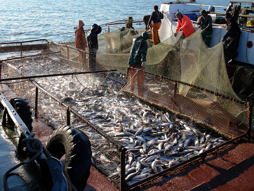 השיטה הנפוצה והקלה ביותר להרוג דג היא להוציא אותו מהמים ולחכות שימות מחנק. ספינת דיג בקמצ'טקה רוסיה | Stas Makes Content, Shutterstock