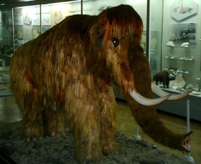 חוקרים מנסים לשחזר לפחות חלק מתכונותיהן של הממותות הצמריות, שנכחדו לפני אלפי שנים. אילוסטרציה של ממותה צמרית | Shutterstock, Aunt Spray