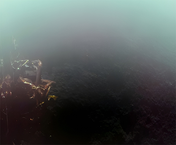 ​נחיתה רכה מושלמת ראשונה של חללית פרטית על הירח. צילום הסלפי הראשון של הנחתת Blue Ghost מפני הירח | מקור: Firefly