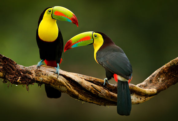 החיה שהפכה את הבטיחות לנוחות. טוקן | צילום: Shutterstock