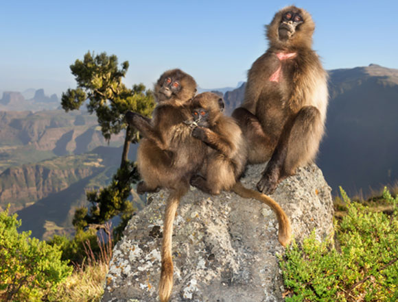 כשמנהיג הקבוצה מתחלף הוא הורג את הגורים. נקבת גֶ'לַדָה עם גוריה | צילום: Giedrius / Shutterstock