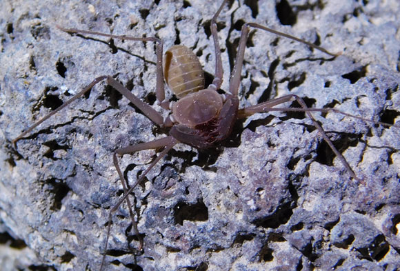 מעכשיו, גם לו יש שם תקני בעברית, גם אם הוא אינו יכול לראותו. עקרביש עיוור | צילום: איגור ארמיאץ' שטיינפרס