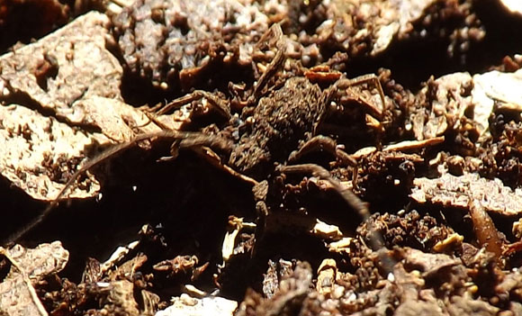 אכן, קשה לראות אותו, אבל יש לו בליטה דמוית ברדס שהקנתה לו את שמו. ברדסון מוסווה | צילום: איגור ארמיאץ' שטיינפרס