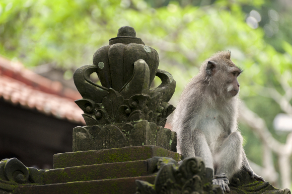 קוף מקוק ארוך זנב במקדש באינדונזיה | צילום: Edmund Lowe Photography, Shutterstock