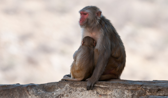 קופי מקוק רזוס בהודו | צילום: Kurkul, Shutterstock