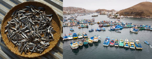 מנה של דגי אנשובי מיובשים ומאות ספינות דיג בנמל בלימה | צילומים: Stografi, Christian Vinces, Shutterstock