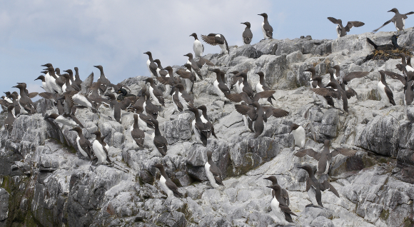 אוריה מצויה (כאן בחופי בריטניה) | צילום: Jerome Whittingham, Shutterstock
