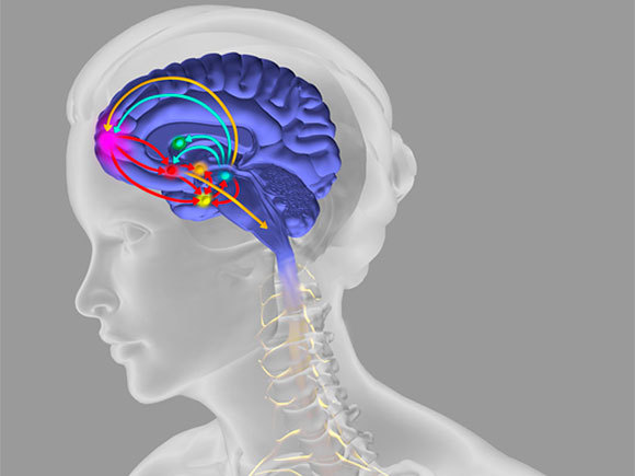 משם הדופמין - (חצים תכולים) מגיע לאזורים שונים, כולל גרעין האקומבנס (עיגול אדום) וקליפת המוח הקדם-מצחית (עיגול ורוד) | Fernando da Cunha, Science Photo Library