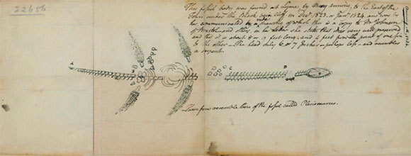 מאובן פלזיאוזאור עם הערות אנטומיות, שציירה אנינג | Natural History Museum, London, Science Photo Library