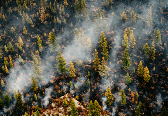 A forest fire in Siberia | Image: Sergey Filinin, Shutterstock