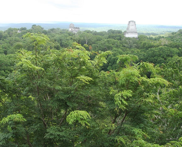 צרכים אנושיים הכתיבו את השימוש בידע | צילום: ד"ר ליאת בן-דוד