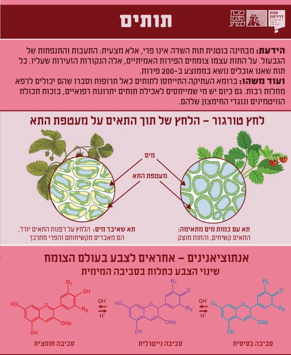 אינפוגרפיקה - תותים 