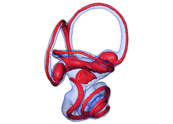 מבנה האוזן הפנימית של קוף הסנאי, עצמות (כחול) ורקמות רכות (אדום) | Romain David, University of Witwatersrand