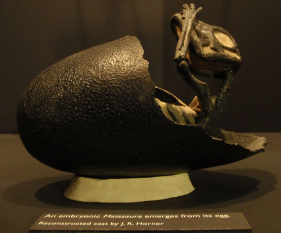 פסל של דינוזאור מהסוג מיאזאורה בוקע מביצתו | צילום: Muesum of the Rockies, Wikipedia