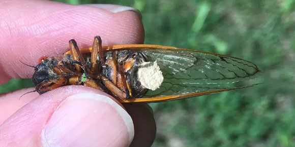 נקבת ציקדה נגועה שחלקה האחורי נשר | מקור: Cooley et al., Scientific Reports