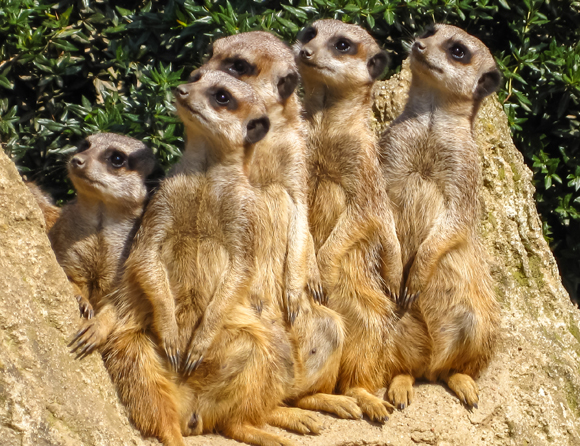 השמרטף מאבד משקל, המבוגרים מלמדים צאצאים של זוגות אחרים לצוד עקרבים. סוריקטות | צילום: Shutterstock