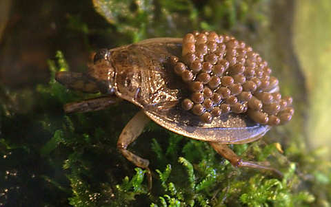 הנקבה לא מעורבת כלל בדאגה לביצים, הזכר נושא אותן על גבו ומטפל בהן עד לבקיעתן. רבפשפש | צילום: ויקיפדיה, Greg Hume