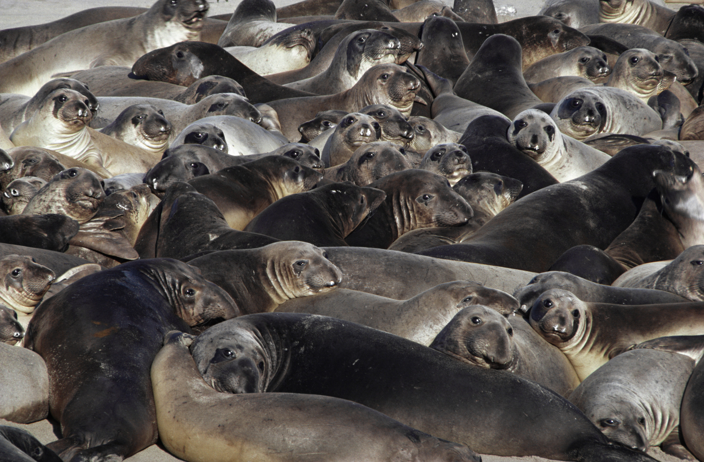 כל שנה גורים הולכים לאיבוד, ונקבות אחרות מאמצות אותם. מושבה של פילי ים צפוניים | צילום: Science Photo Library