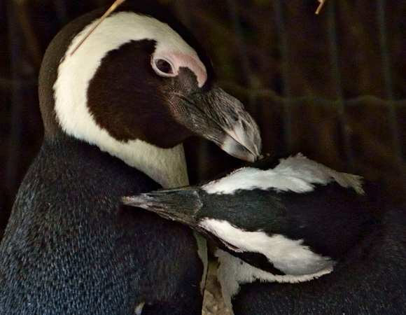 זוג ותיק. הפינגוויניות האפריקאיות סוקי וצ'ופצ'יקוני מביעות חיבה הדדית | צילום: טיבור יגר, באדיבות הספארי ברמת-גן