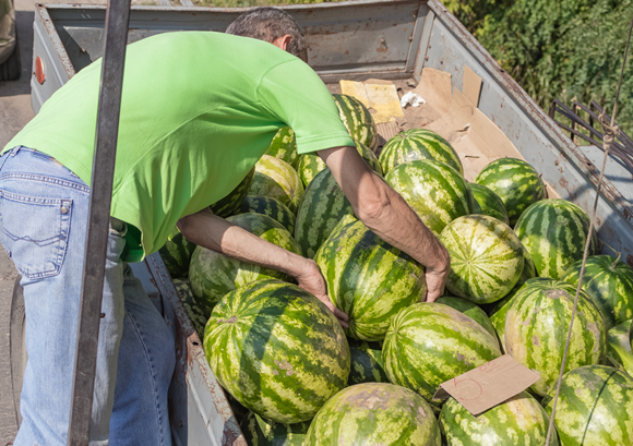 בחירת אבטיח בשוק | צילום: insTar75, Shutterstock