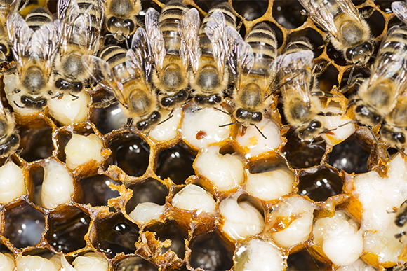 אקרית בתוך הכוורת  | צילום: Igor Chus, Shutterstock 