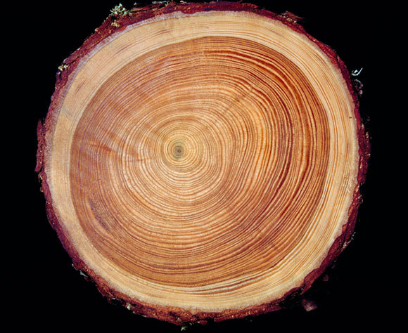 גזע עץ כרות מציג את טבעות הגדילה | Maurice Nimmo, SPL