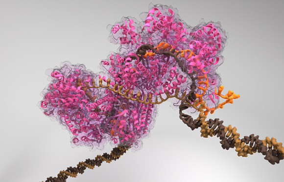 המבנה המולקולרי של מערכת CRISPR-Cas-9 | איור: BIOLUTION GMBH / SCIENCE PHOTO LIBRARY