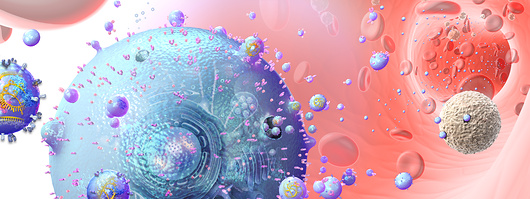 אקסוזומים משתחררים מתא בזרם הדם | איור: NICOLLE R. FULLER / SCIENCE PHOTO LIBRARY