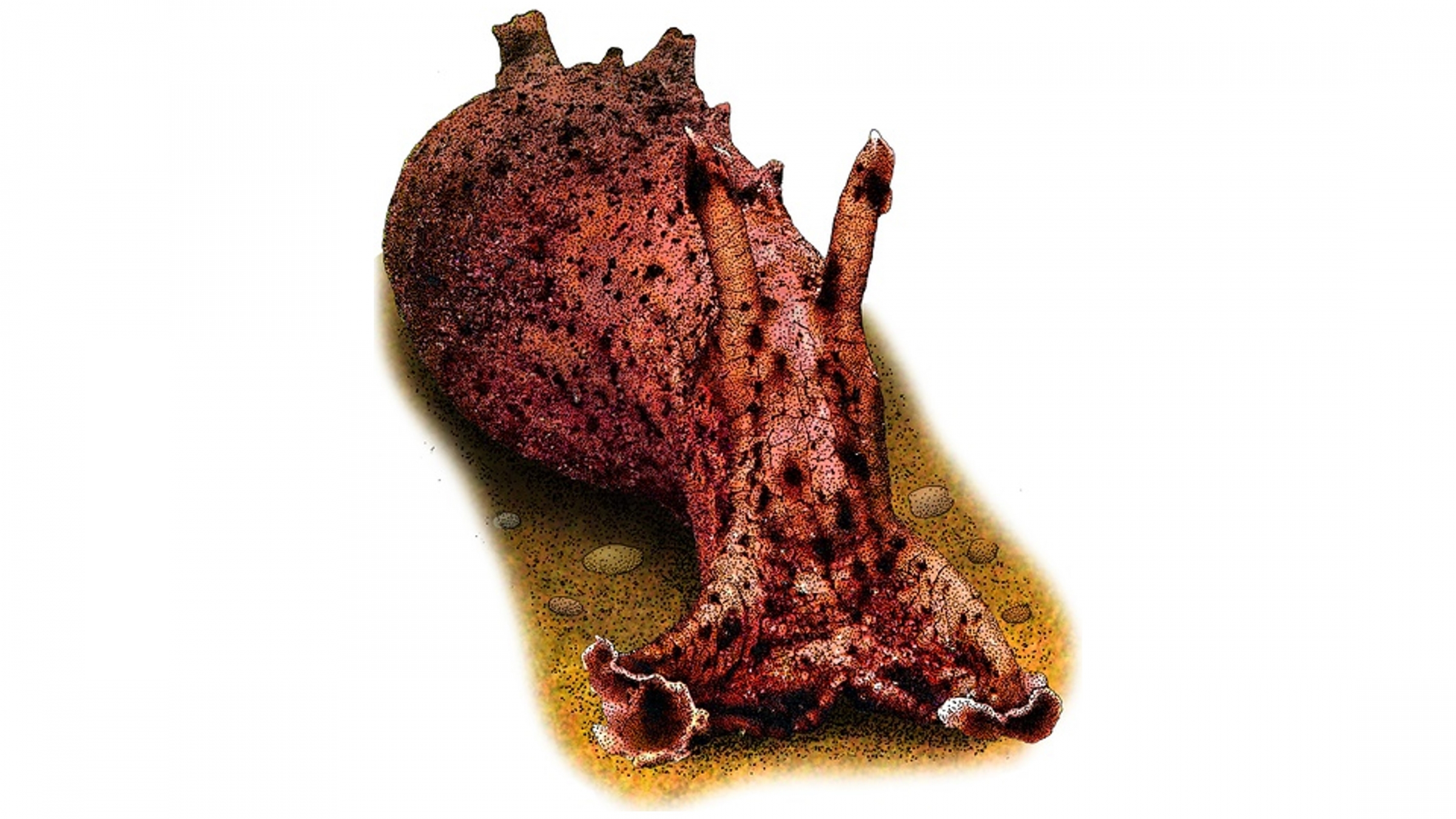 חילזון "ארנבת הים" ששימש במחקר המסקרן | מקור: ROGER HALL / SCIENCE SOURCE / SCIENCE PHOTO LIBRARY