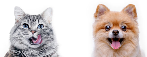 אבל איך בעצם אנחנו עושים את זה? חתול וכלב | KDdesignphoto, Shutterstock