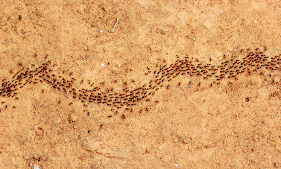 נמלים צועדות בטור | jirasak_kaewtongsorn, Shutterstock