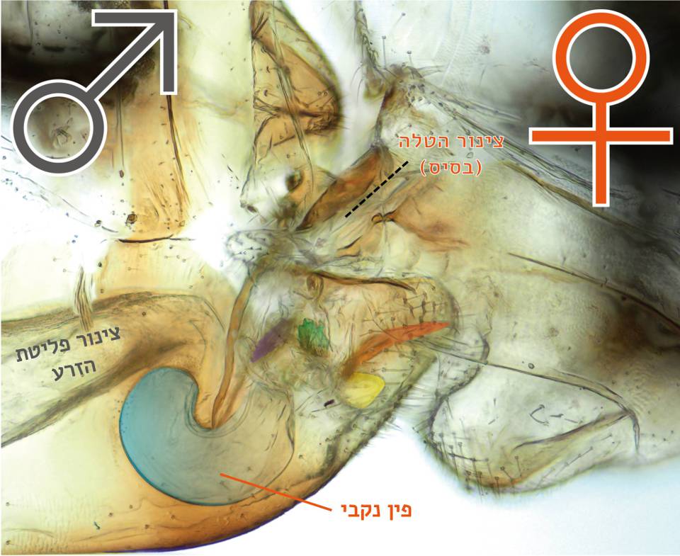 חתך של הזדווגות הפוכה. הפין של הנקבה (כחול) בתוך גוף הזכר. צילום: Current Biology, Yoshizawa et al. עברית: נעם לויתן