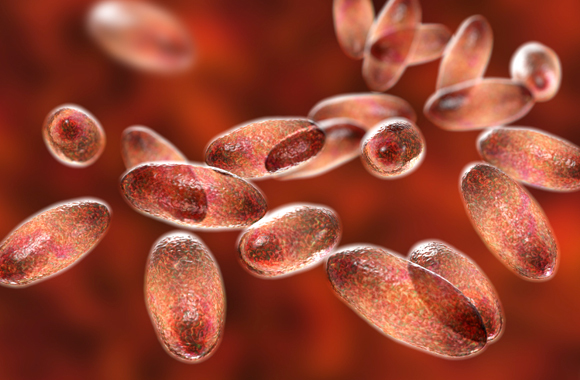 חיידקי ירסיניה פסטיס, הגורמים למחלת הדבר | Kateryna Kon, SPL