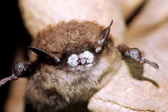 קטלה מיליוני עטלפים באמריקה הצפונית. עטלף נשפון חום נגוע בתסמונת האף הלבן | צילום: Ryan von Linden/New York Department of Environmental Conservation