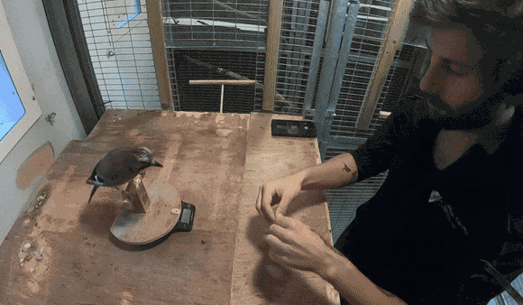 טריק "הטלה צרפתית" שבה הקוסם לכאורה מעביר את התולעת מיד ליד | צילום: Elias Garcia-Pelegrin