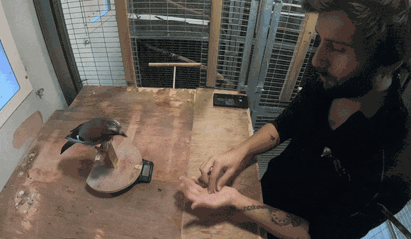 טריק "העברה מהירה" | צילום: Elias Garcia-Pelegrin