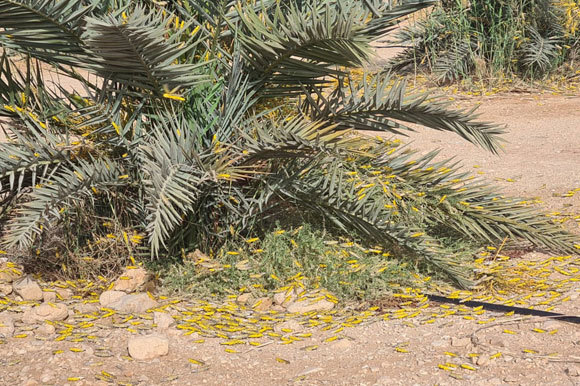 פרטים בוגרים של ארבה המדבר בערבה | צילום: ד"ר יואב מוטרו, משרד החקלאות