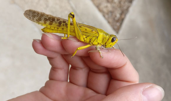 פרט בוגר של ארבה המדבר שצולם במכון ויצמן ברחובות | צילום: ד"ר אלינה קולפקובה, מכון ויצמן למדע