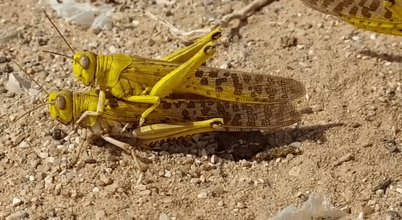 זכר ונקבה של ארבה המדבר מעמידים את הדור הבא בערבה | צילום: ד"ר יואב מוטרו, משרד החקלאות