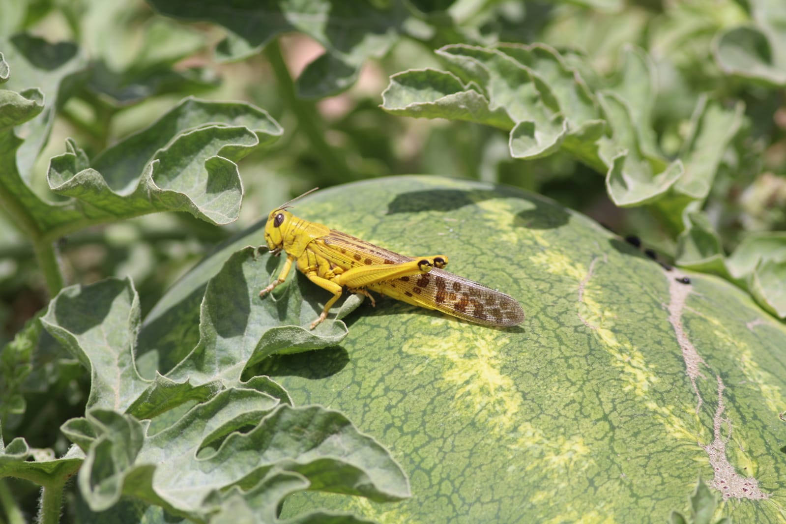 ארבה המדבר על אבטיח בערבה | צילום: ד"ר יואב מוטרו, משרד החקלאות