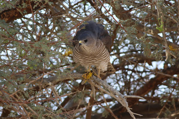 נץ קצר אצבעות טורף ארבה על עץ שיטה בערבה | צילום: יואב מוטרו, משרד החקלאות